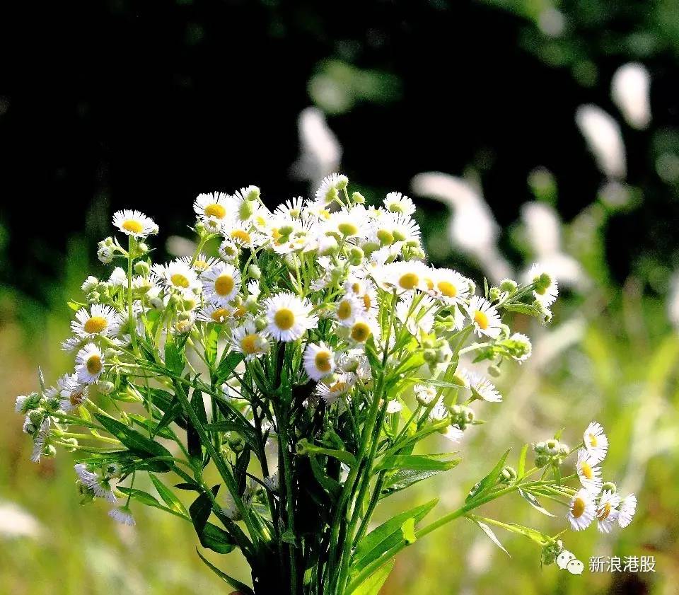 买买买绝不纠结,恒指买空买多