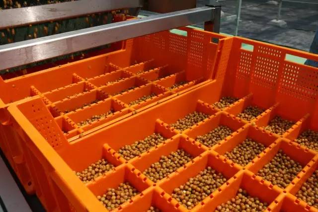 无土栽培蔬菜生产全过程,简易大棚种植无土栽培蔬菜技术