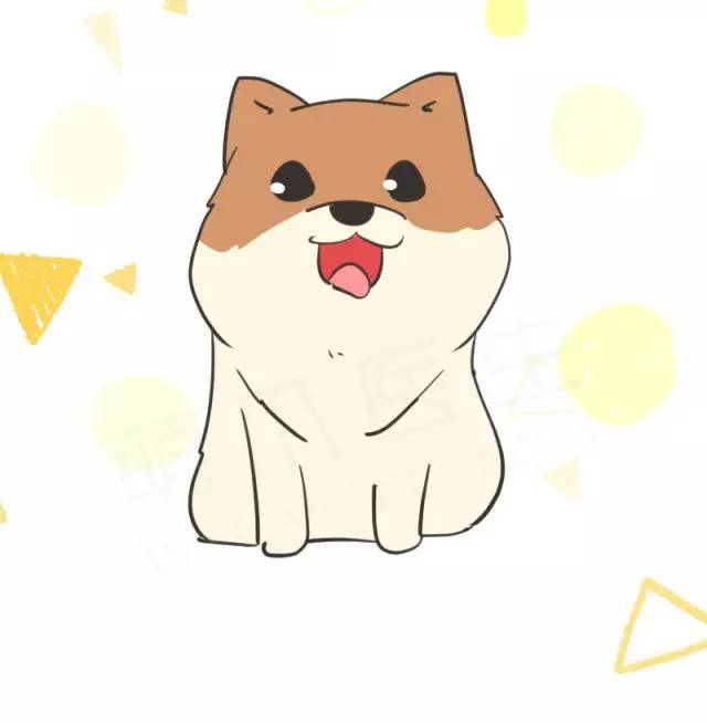 我家博美犬长得怎么样,博美犬8岁是老狗吗