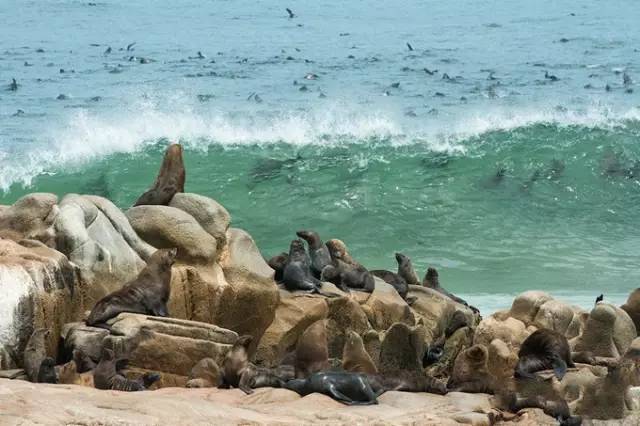 战狼边境线搏斗,战狼丛林越野骑行