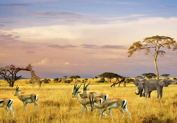 战狼边境线搏斗,战狼丛林越野骑行