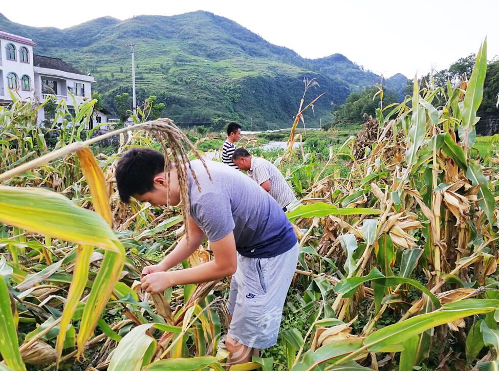 今年你回家掰包谷了吗?
