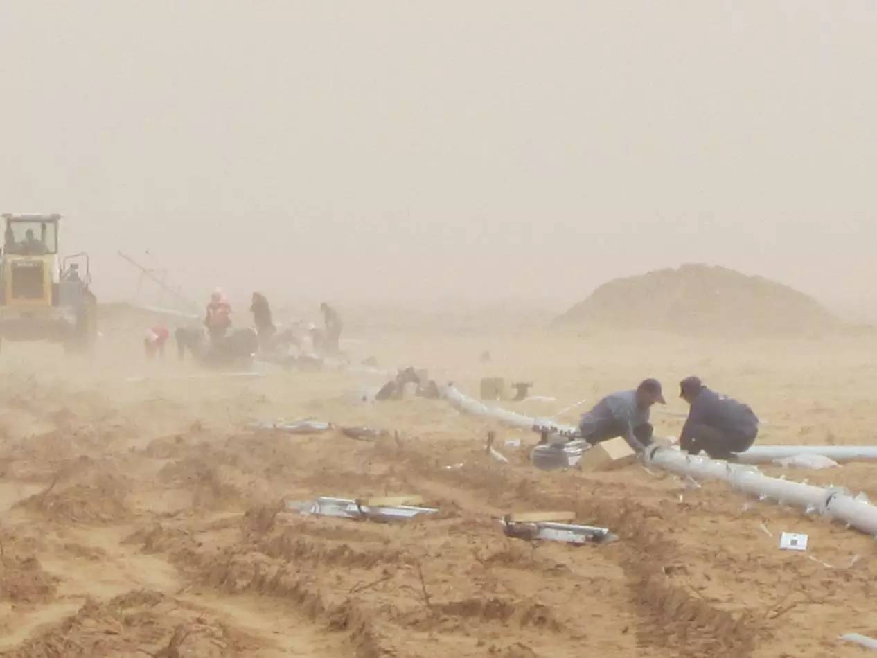 圣牧有机奶治沙,圣牧高科奶业公司