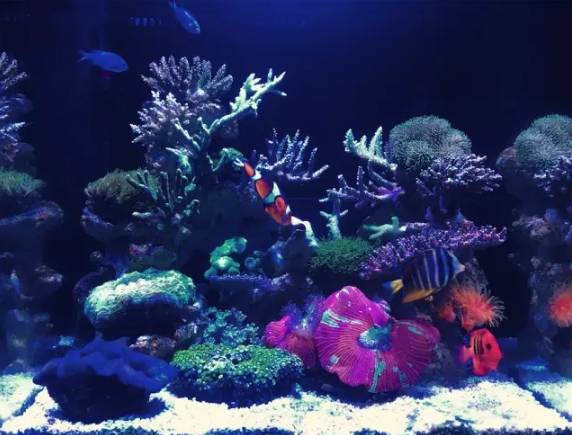 敢爱又不敢养？海水鱼饲养哪有这么难