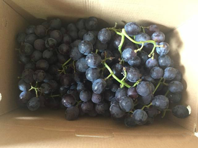 长沙葡萄采摘,长沙天露葡萄采摘时间