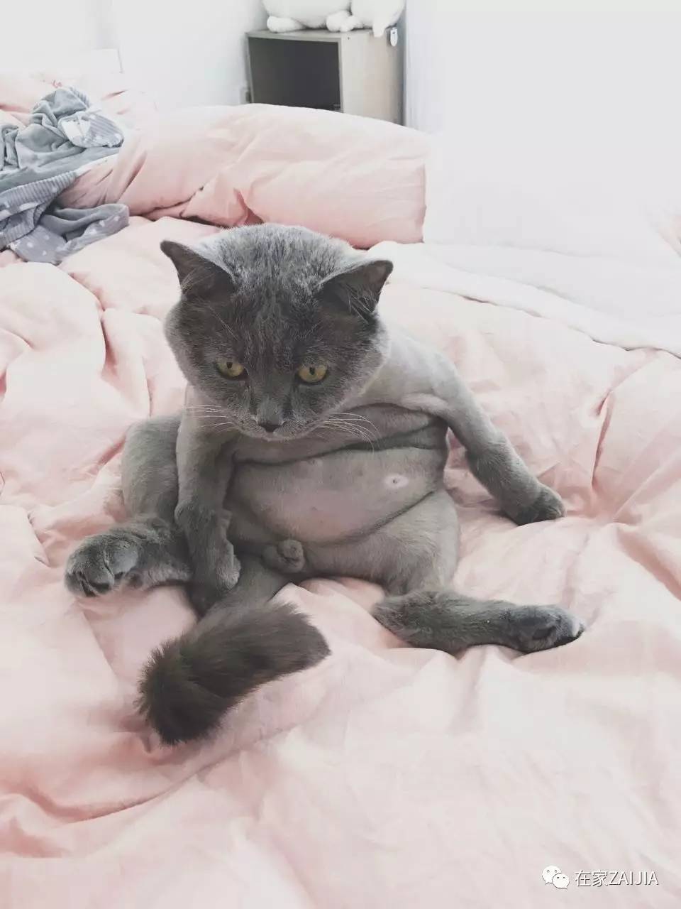 再美的喵，也过不了剃毛这道坎儿