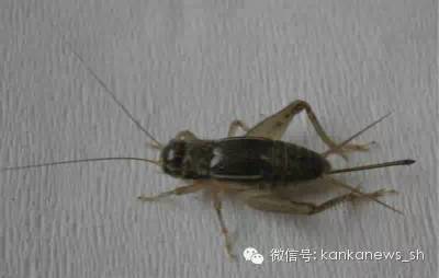 上海人休闲娱乐斗地主,上海人斗地主