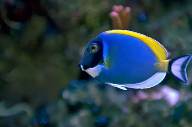 怎么驯服水族箱,怎么驯服海王