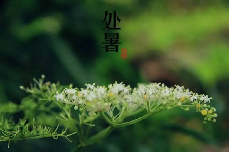 处暑节气养生问候语,今日大暑节气养生