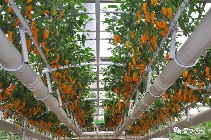 无土栽培的成本和利润如何,原来这就是变富秘诀