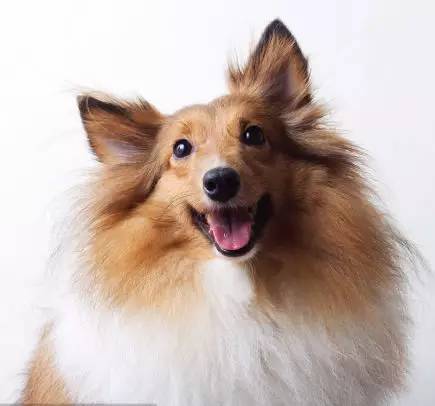 「福利」这周末有一场和宠物的约会等你来，小布送票送助攻→