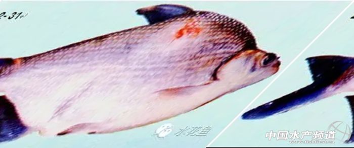 鱼类患上疥疮病,鱼有疥疮病用什么药