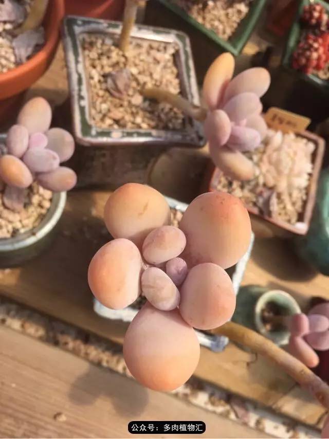 韩国的多肉为什么养得这么好,高颜值好养护的多肉