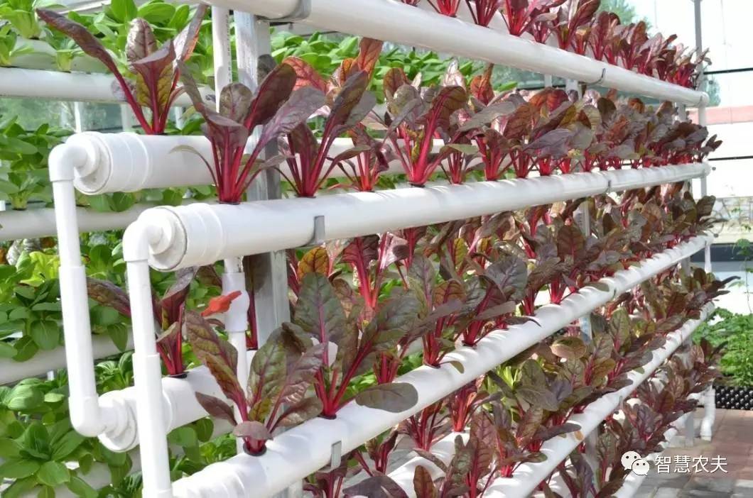 无土栽培除了水培还有什么,知农道农无土栽培实操技术