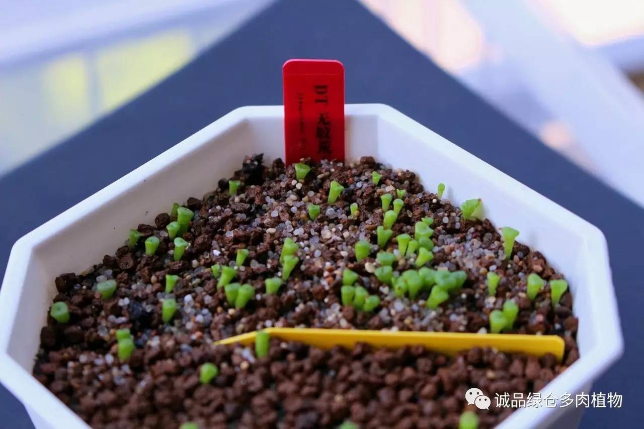 涨姿势｜当不成学霸总得做一回“播”霸（夏播生石花第38天）