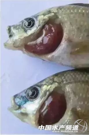 鳃霉病如何治疗,鳃霉病治疗方法水产养殖