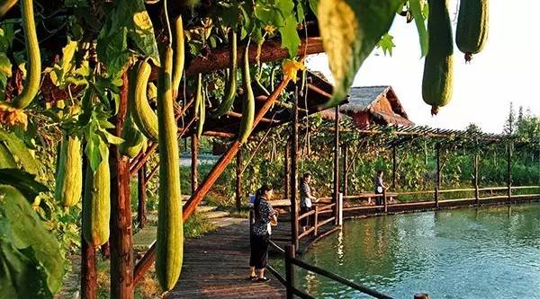 福建生态农业发展之路径,福建智慧生态循环农业选哪家