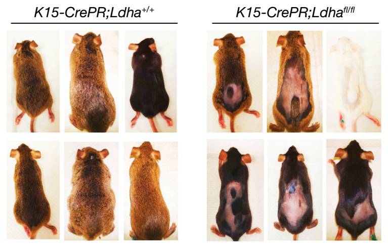 《自然》子刊：脱发可能真的有救了！科学家成功使用两种药物激活毛囊干细胞，促使毛发再生｜科学大发现