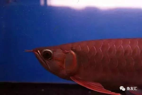 龙鱼价格为什么那么贵,日本金龙鱼多少钱