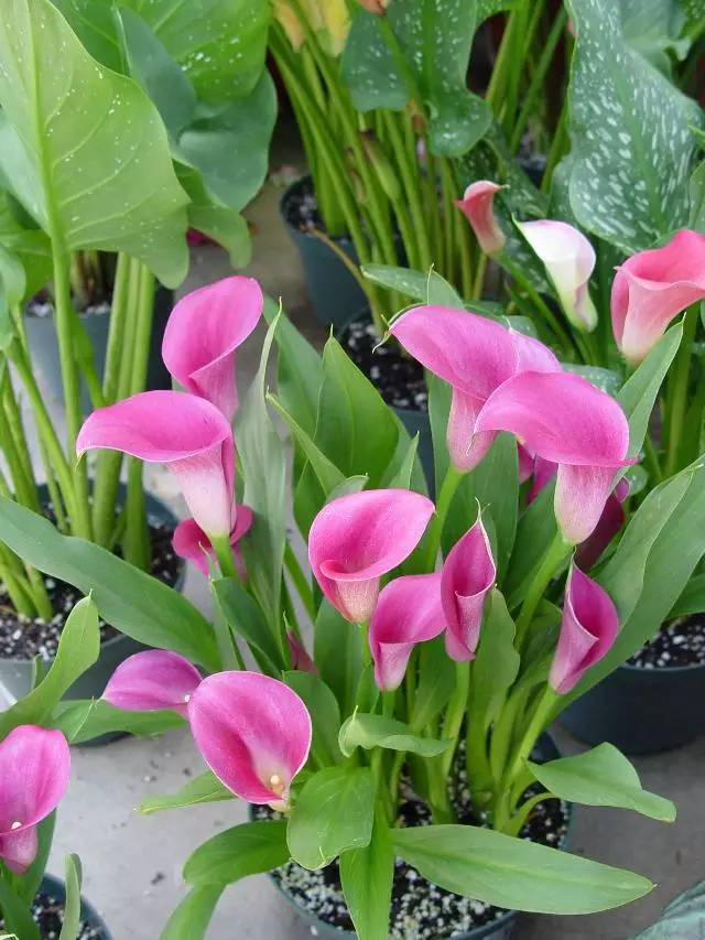 彩色马蹄莲花养殖注意事项,彩色马蹄莲养了三年为啥不开花