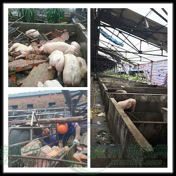 台风后防疫难，华都生物免费送疫苗已惠及3万多头母猪