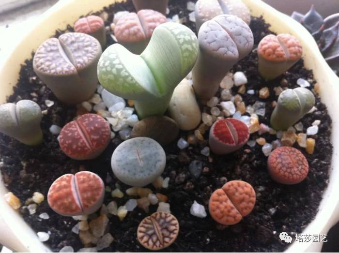 生石花最好养的品种,生石花品种大全图谱和价格