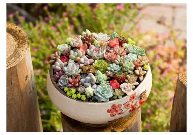 4种新手也能养成老桩的多肉,多肉如何养成大朵