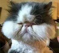 居民屋檐下惊现巨型马蜂窝,居民楼惊现马蜂窝消防队员一窝端