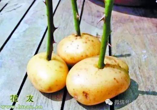 扦插花木扦插伤口保护剂的配制和使用方法