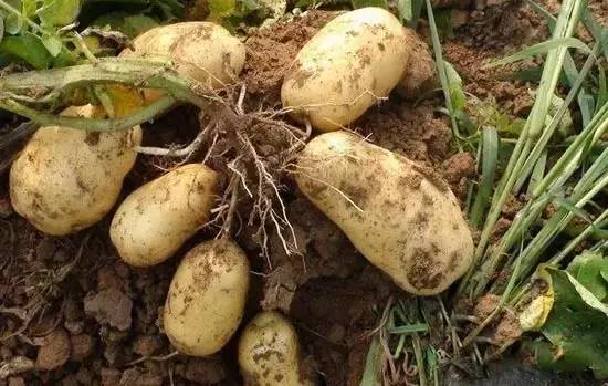 茄子千万不能这样吃，后果严重，相当于在服毒！