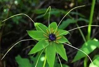 七叶一枝花抗癌奇迹,七叶一枝花种植视频