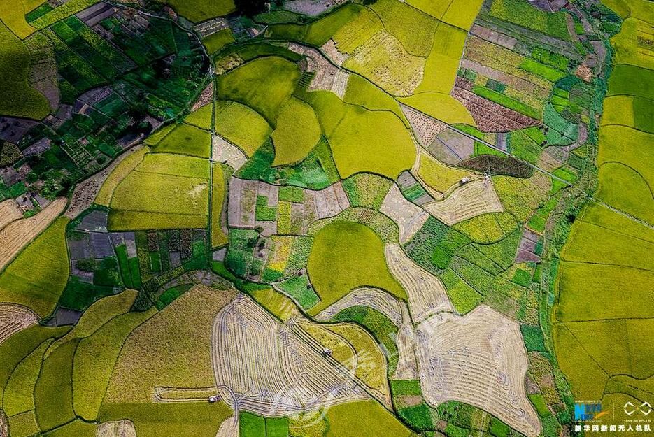 成熟水稻田丰收视频,高山梯田水稻收割视频