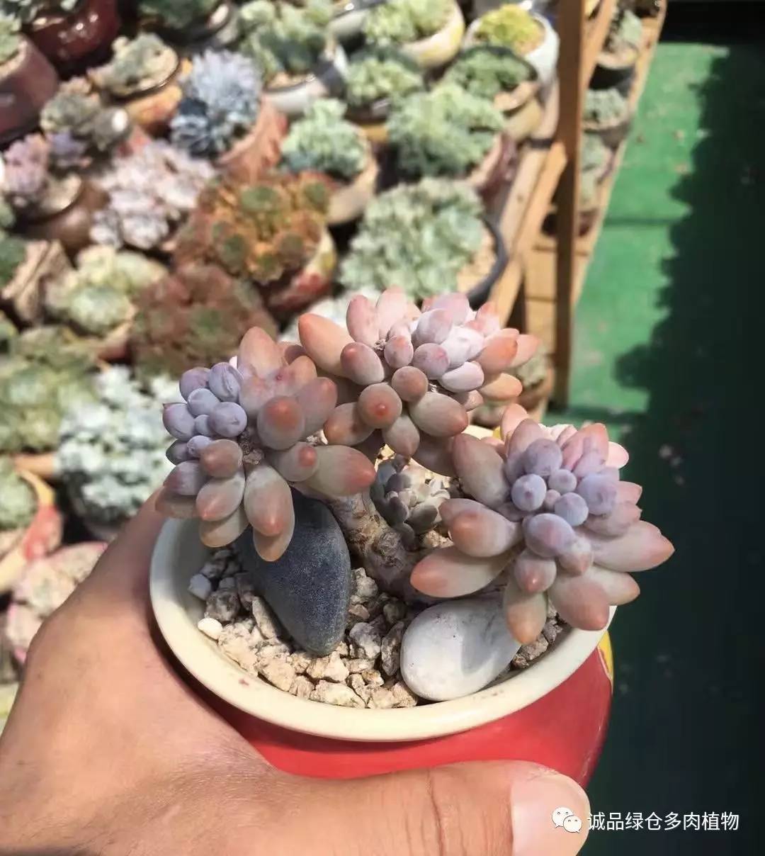 秀肉肉｜本周韩国肉肉直播图集