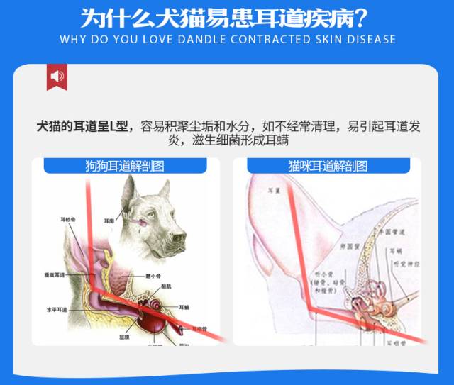 宠物的耳道,爱宠口腔卫生要重视