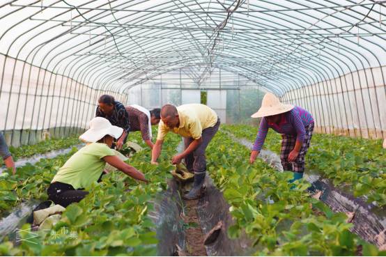 想做一家农场,有机农场和生态农场的区别