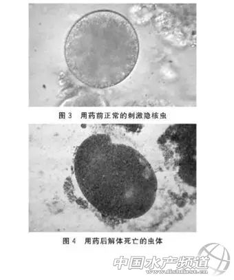 传染疾病的防治措施,白点病会传染给人吗