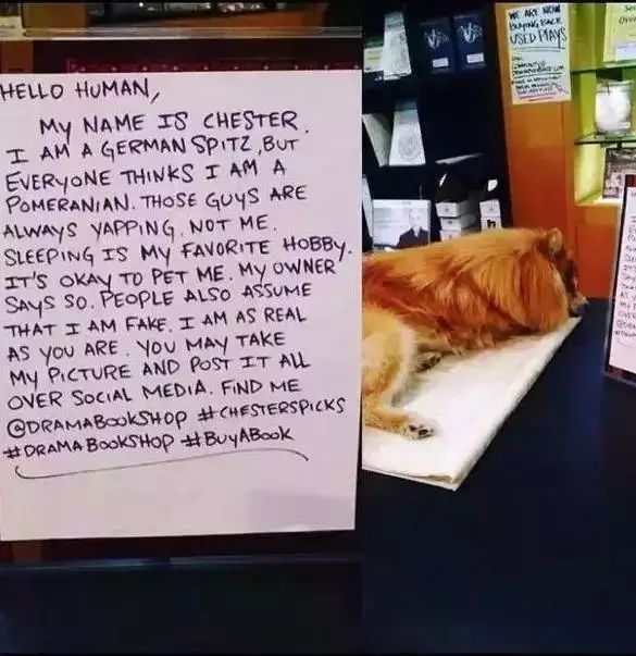 狗狗当销售部老总,狗当老板的店视频