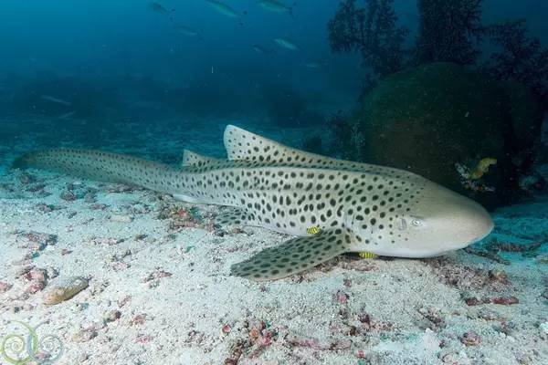 从入门级到朝圣级，职业潜水教练告诉你船宿该怎么选