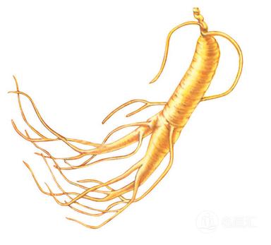 人参的小知识大全,人参的三大误区解读