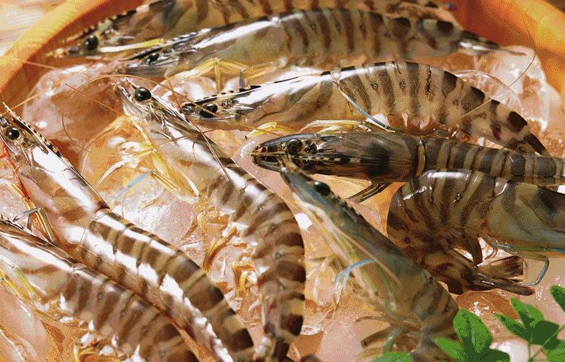 开海了一大波新鲜海鲜,威海开海了吃什么海鲜