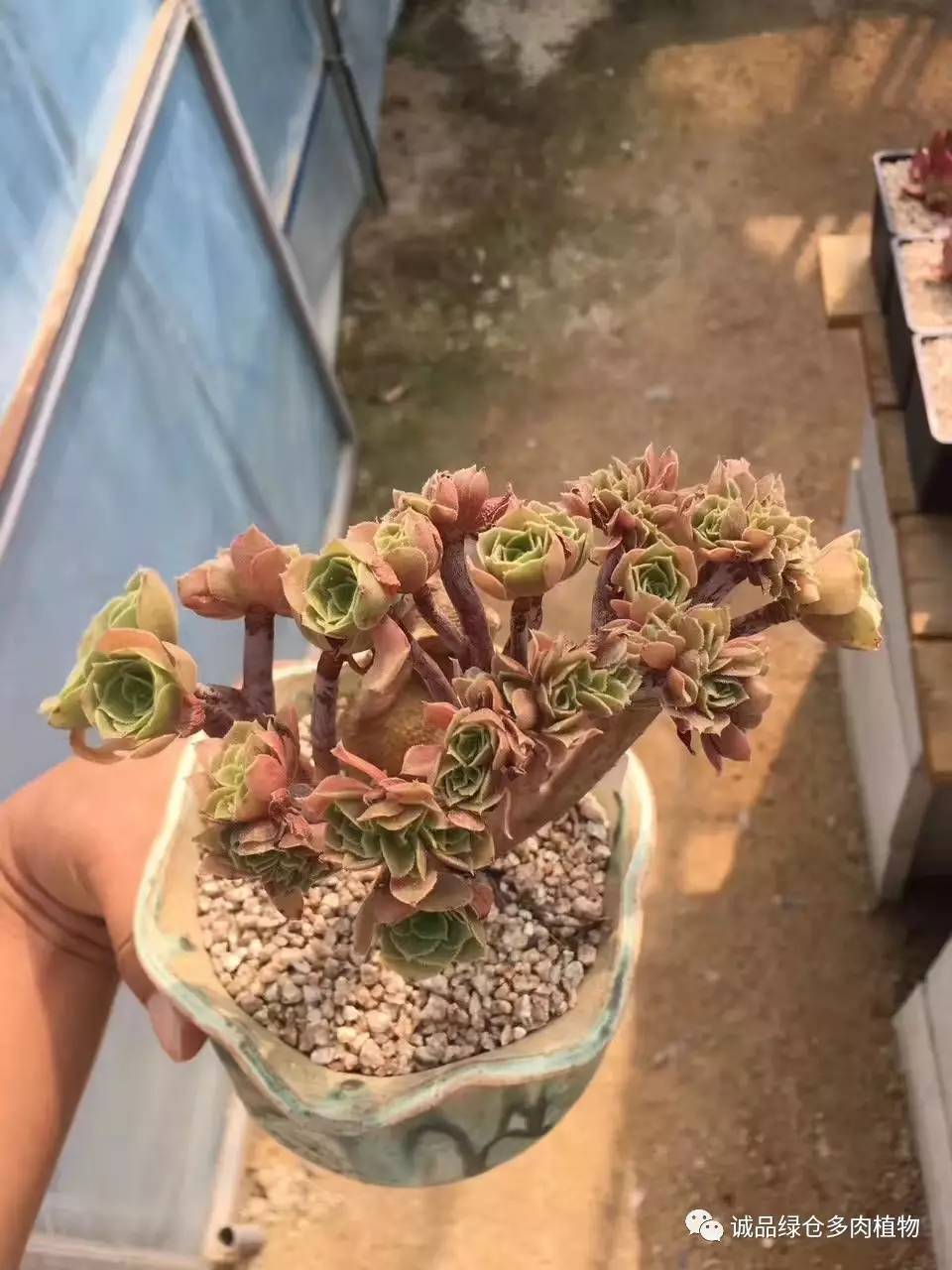 秀肉肉｜本周韩国肉肉直播图集