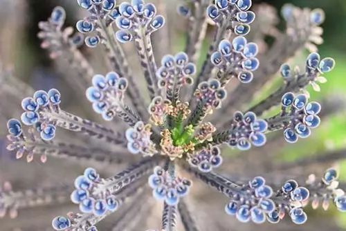 不死鸟爆盆全过程,不死鸟多肉爆盆视频