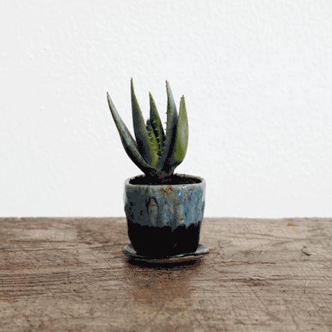 为什么韩国的多肉出名,韩国多肉为什么那么美