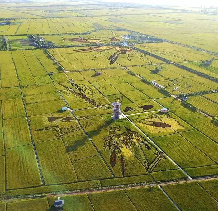 沈阳稻梦空间稻田,沈阳稻梦空间