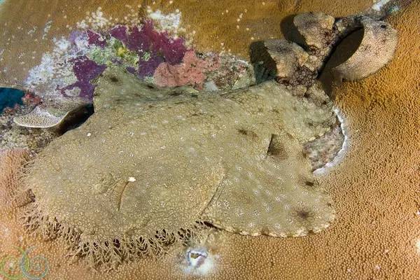 船宿潜水要什么水平,从零开始的潜水教练