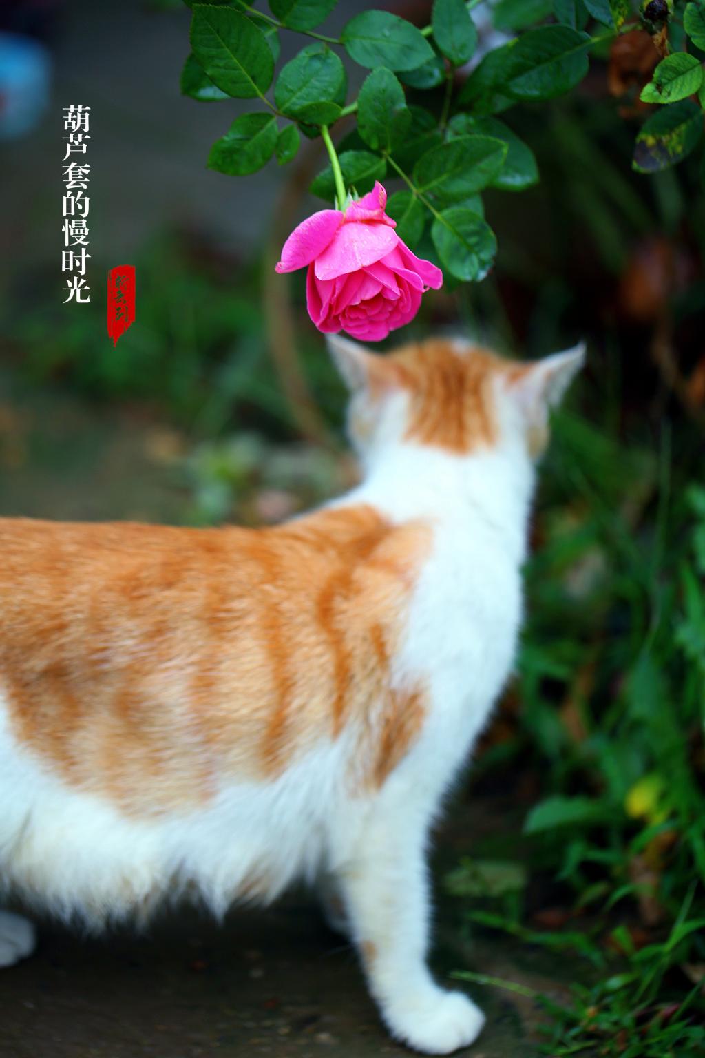 铁拐李扔下铁拐变成了什么,铁拐李扔了铁拐健步如飞