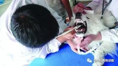 小泰迪第一次外出,小泰迪到新家