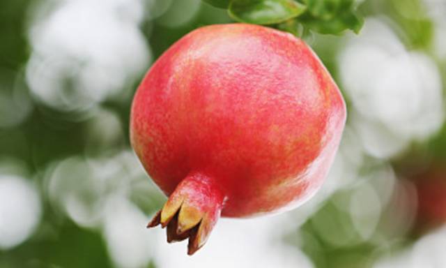 不用刀剥石榴怎么剥更快,怎么用手剥石榴剥得快