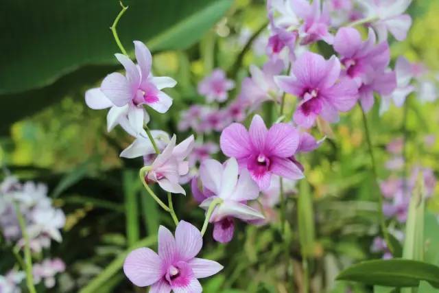 中国东盟博览会攻略,18届东盟博览会攻略