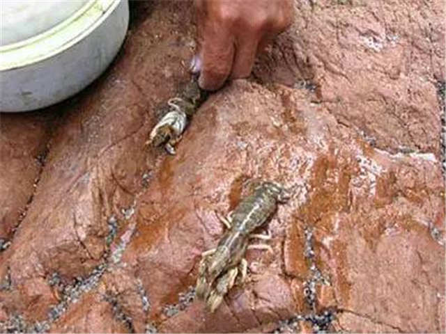 青岛的虾虎与琵琶虾,真正的青岛虾虎